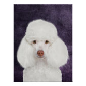 Affiche Caniche (Devant)