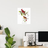 Affiche Cardinaux boréaux d'Audubon (Bureau à domicile)