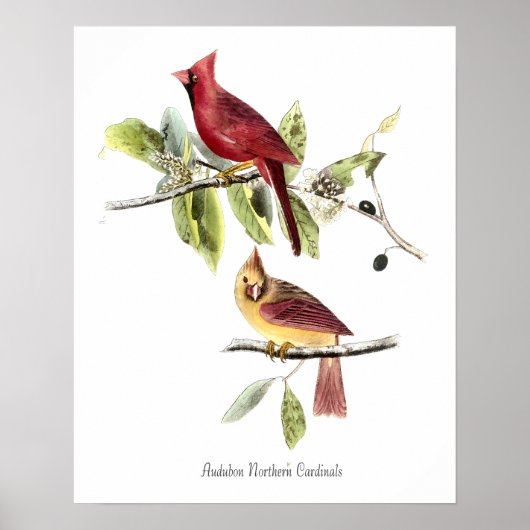 Affiche Cardinaux boréaux d'Audubon (Devant)
