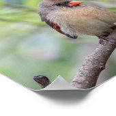 Affiche Cardinaux du Nord - Mates for Life (Coin)