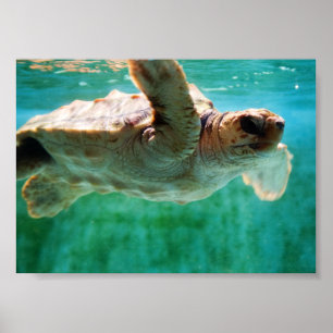 Affiche Caretta #1