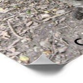 Affiche Casoars Oiseaux d'Australie (Coin)