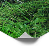 affiche cat o neuf miles (Coin)