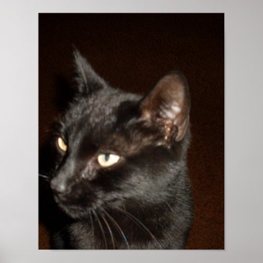 affiche CHAT NOIR (Devant)