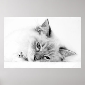 affiche chaton