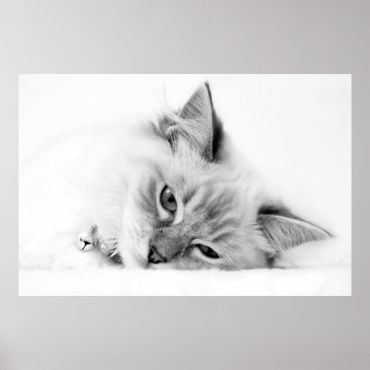 affiche chaton (Devant)