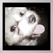 Affiche Chien Heureux (Devant)