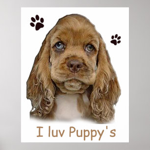 affiche chiot cocker spaniel