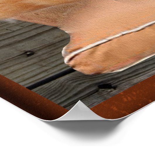 affiche chiot et chaton (Coin)