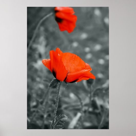 Affiche clé de couleur Poppy (Devant)