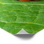 Affiche coccinelle (Coin)