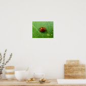 Affiche coccinelle (Cuisine)