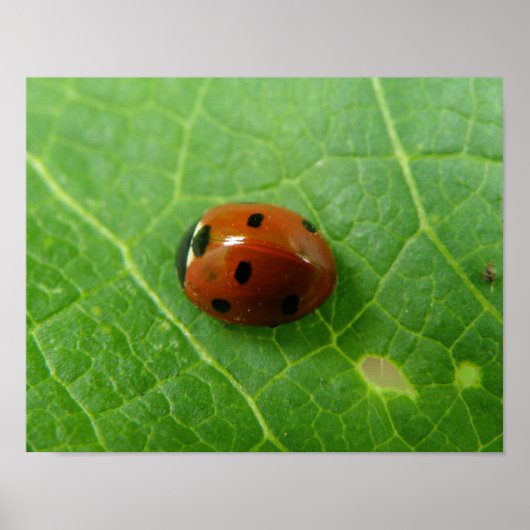 Affiche coccinelle (Devant)