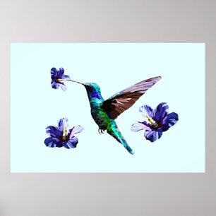 Affiche Colibri Gorge Bleu Céleste/Hibiscus
