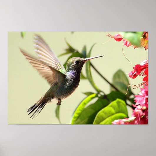 AFFICHE - COLIBRIS 4 (Devant)