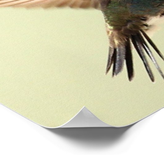 AFFICHE - COLIBRIS 4 (Coin)