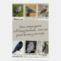 Affiche Collage van Vogels uit de Burbankvijver –