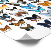 Affiche - Collection de papillons (Coin)