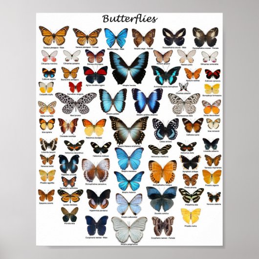 Affiche - Collection de papillons (Devant)