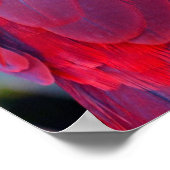 Affiche colorée de perroquet d'eclectus (Coin)