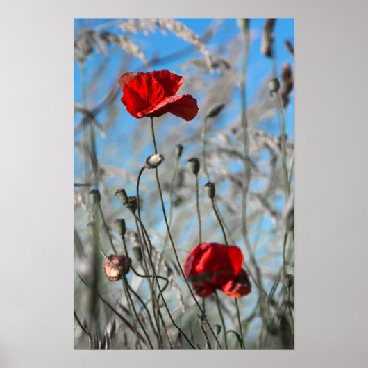 Affiche Coquelicot Rouge - Fleur Épanouie dans le (Devant)