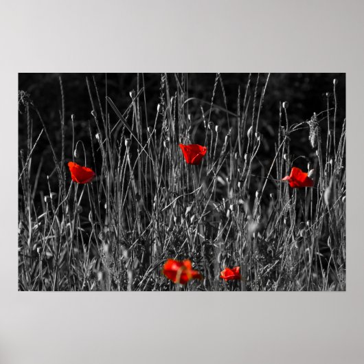 Affiche - Coquelicots de solitude rouge (Devant)