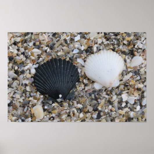 Affiche coquillages noirs et blancs (Devant)