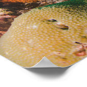 Affiche Coral Reef (Coin)