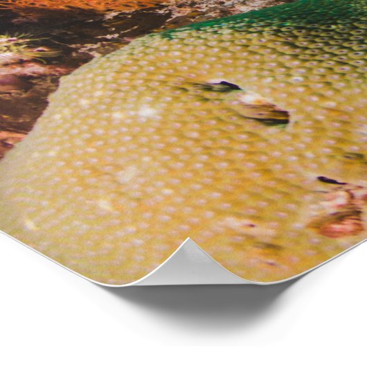 Affiche Coral Reef (Coin)