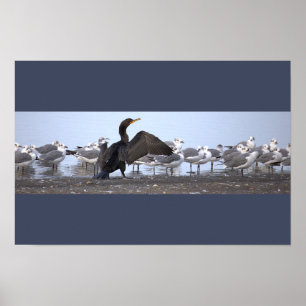 Affiche Cormoran avec Mouettes