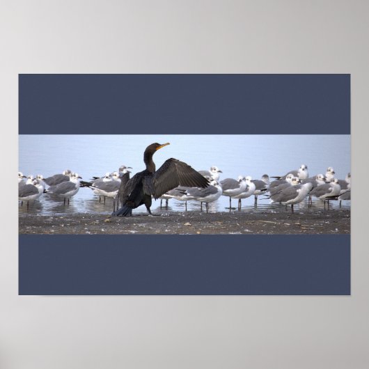 Affiche Cormoran avec Mouettes (Devant)