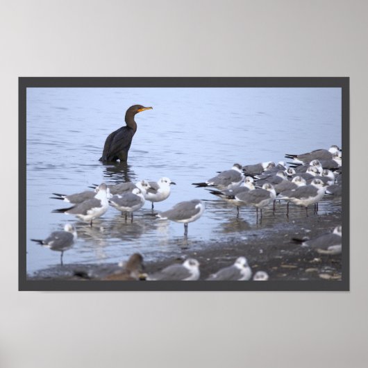 Affiche Cormoran avec Mouettes  (Devant)