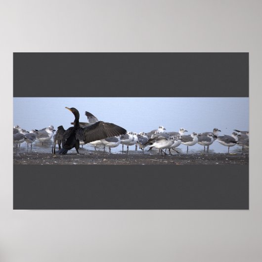 Affiche Cormoran avec Mouettes (Devant)