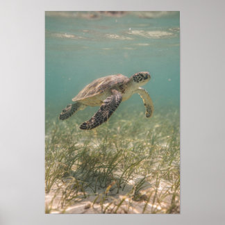 Affiche côtière sarcelle de tortue marine sur herb