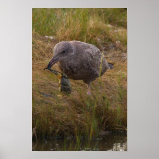 Affiche Crabe Attrapé Oiseau (Devant)