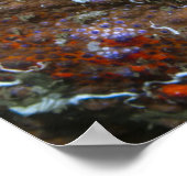 Affiche Crabe royal de Puget Sound (Coin)