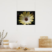Affiche Cream African Rain Daisy (Cuisine)