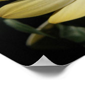 Affiche Cream African Rain Daisy (Coin)