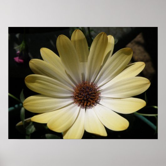 Affiche Cream African Rain Daisy (Devant)