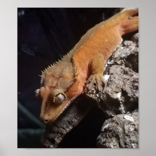 Affiche crêtée rouge de Gecko