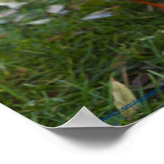 Affiche curieuse de canard (Coin)