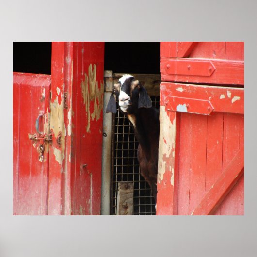 Affiche curieuse de chèvre (Devant)