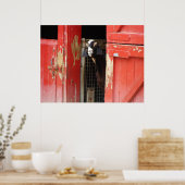 Affiche curieuse de chèvre (Cuisine)