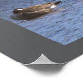 Affiche cygne (Coin)