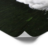 Affiche Cygne Blanc (Coin)