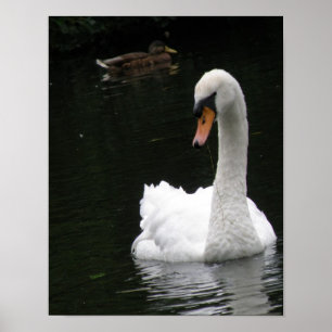 Affiche Cygne Blanc