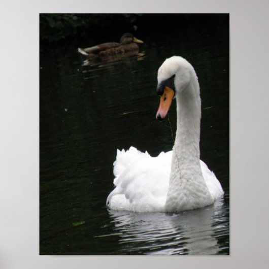 Affiche Cygne Blanc (Devant)
