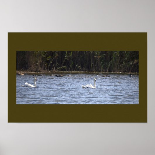 Affiche Cygnes sur l'étang (Devant)