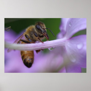Affiche d'abeille