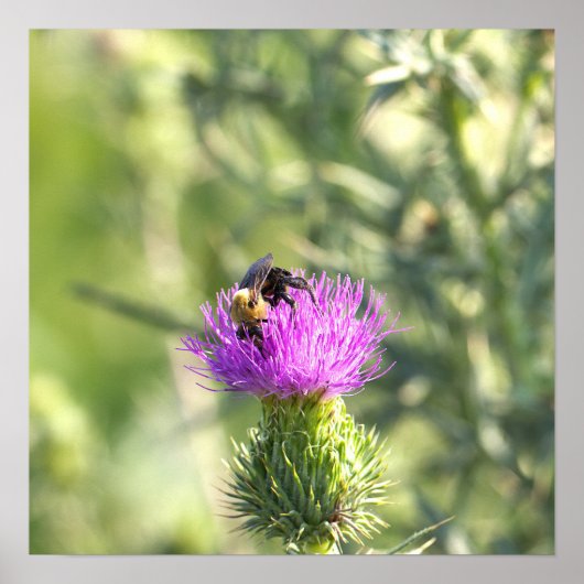 Affiche d'abeille sur fleur violette (Devant)